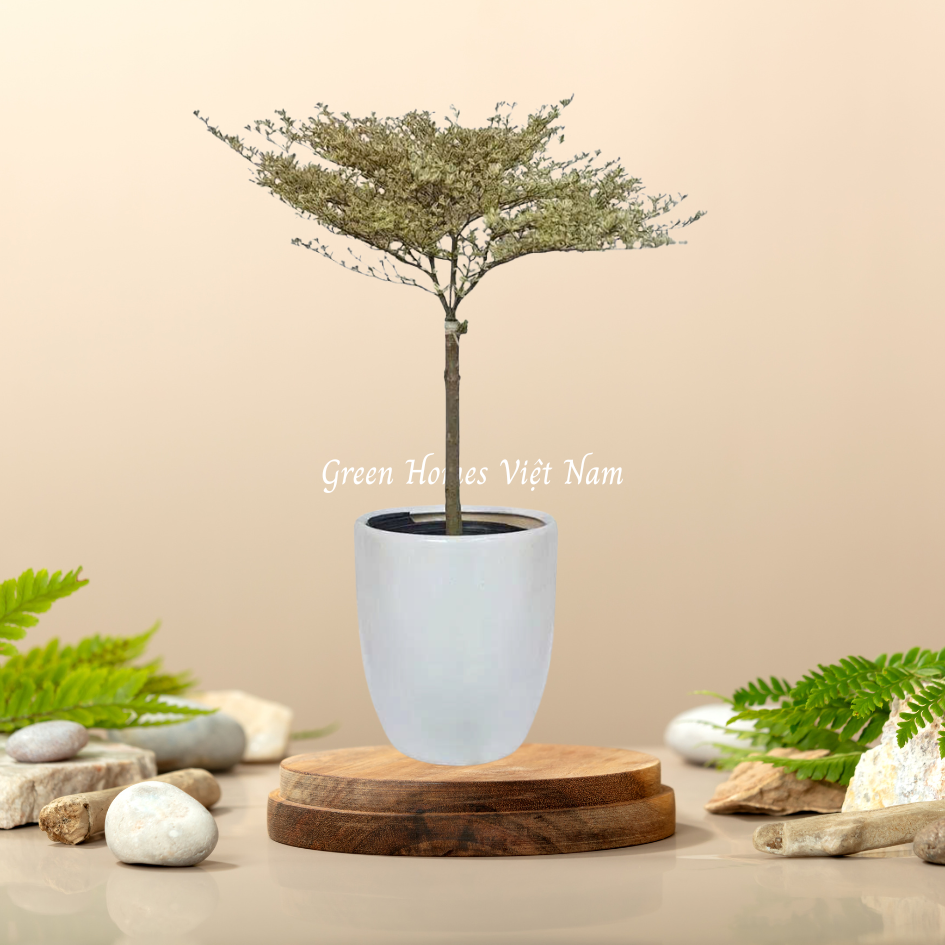 Cây Bàng Đài Loan